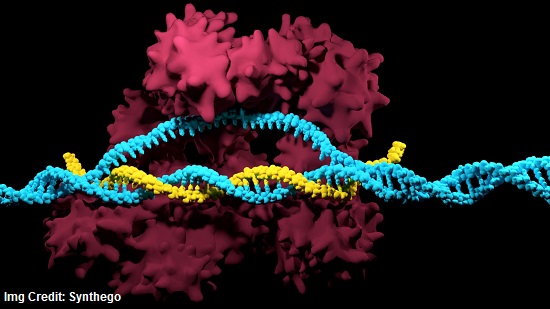 Synthego Opens GMP Guide RNA Manufacturing Facility